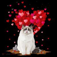 Funny Ragdoll Cat Animal Lover Ragdoll Cat Valentine's Day Coffee Mug thumb 5
