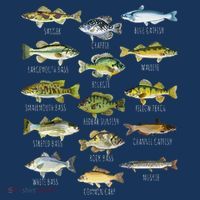 Fish Species Biology Types Of Freshwater Fish Fishing T-Shirt thumb 7