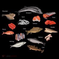 Flounder Sturgeon Sprat Trout Salmon Cod Aquatic Species Bucket Hat thumb 4