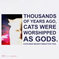 Funny Cat Hoodie thumb 7