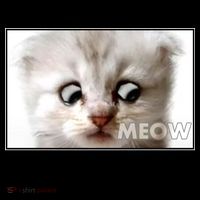 Funny I'm Not A Cat Zoom Lawyer Cat Meme Coffee Mug thumb 5