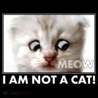 Funny I'm Not A Cat Zoom Lawyer Cat Meme Toddler T-Shirt thumb 4