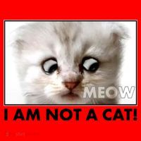 Funny I'm Not A Cat Zoom Lawyer Cat Meme Santa Hat thumb 1