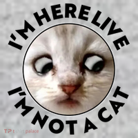 Funny Zoom Lawyer Cat Meme I'm Here Live I'm Not A Cat The Baniff Cuffed Pom Beanie thumb 2