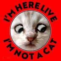 Funny Zoom Lawyer Cat Meme I'm Here Live I'm Not A Cat Santa Hat thumb 1
