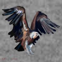 Flying Vulture Toddler T-Shirt thumb 4