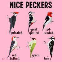 Funny Woodpecker Nice Peckers Bird Watching Coaster thumb 2