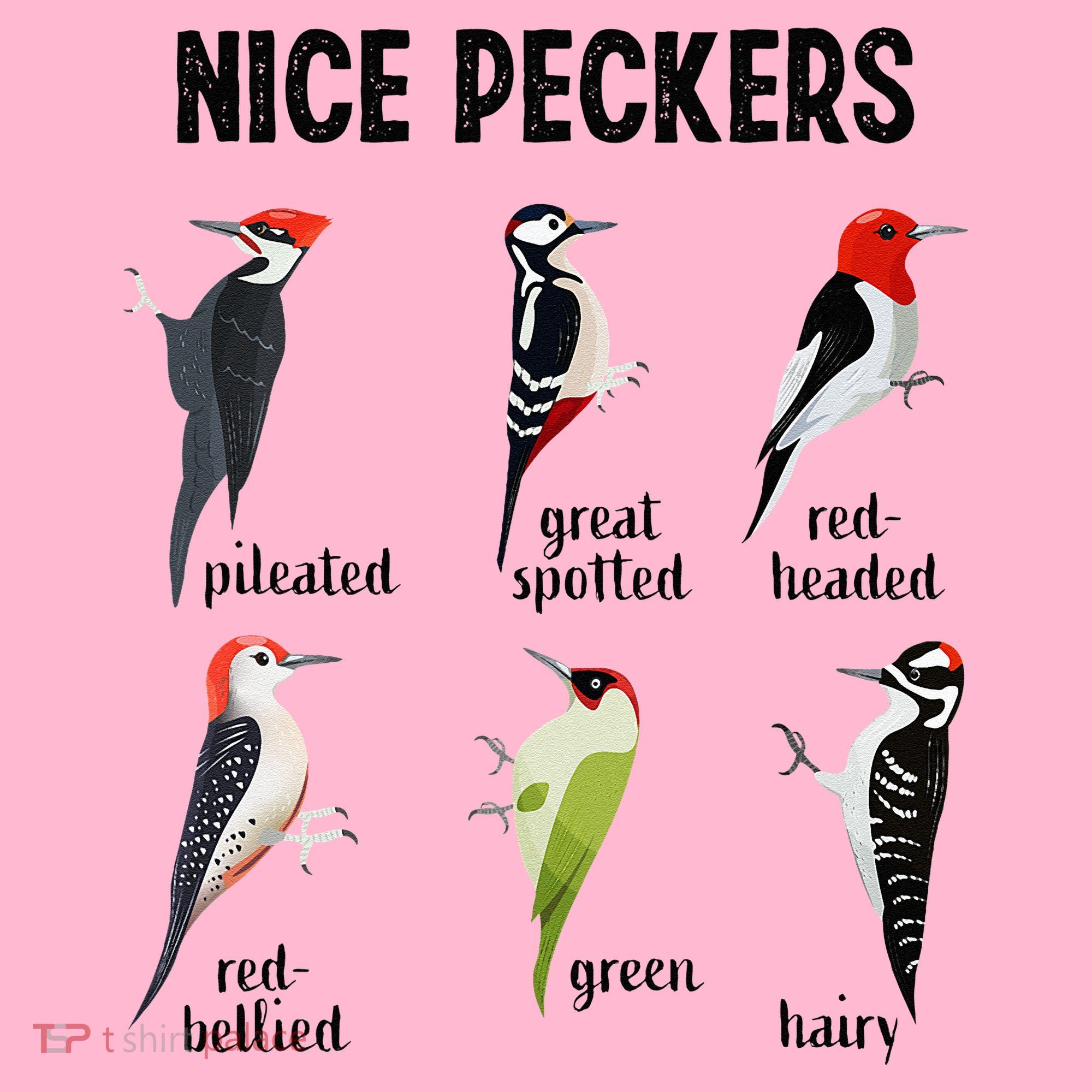 Funny Woodpecker Nice Peckers Bird Watching Coaster
