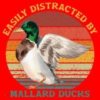 Funny Waterfowl Wild Birds Easily Distracted By Mallard Duck Santa Hat thumb 1