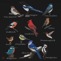 Garden Birds Cardinal Blue Jay Hummingbird Robin Wren Finch Women's Tank Top thumb 5