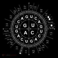 Genetic Code Biology Women's T-Shirt thumb 6