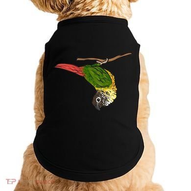 Green Cheek Conure Parrot Bird Conure Doggie Tank