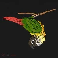 Green Cheek Conure Parrot Bird Conure Women's Hoodie thumb 2