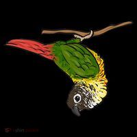 Green Cheek Conure Parrot Bird Conure Baby Bodysuit thumb 2