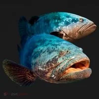 Goliath Grouper Fish Bucket Hat thumb 4