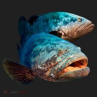 Goliath Grouper Fish Beanie thumb 2