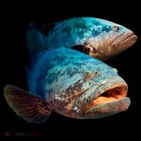 Goliath Grouper Fish Women's Hoodie thumb 2