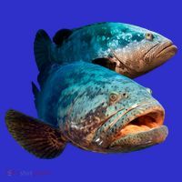 Goliath Grouper Fish Button thumb 1