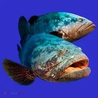 Goliath Grouper Fish Tumbler thumb 3