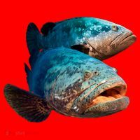 Goliath Grouper Fish Santa Hat thumb 1