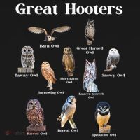 Great Hooter Funny Owl Lover Birding Birdwatcher Dad Joke Bucket Hat thumb 4