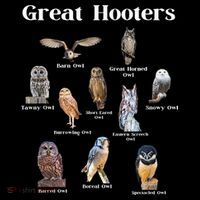 Great Hooter Funny Owl Lover Birding Birdwatcher Dad Joke Coaster thumb 2