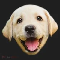 Golden Retriever Pup Face Beanie thumb 2