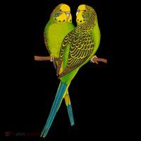 Green Parakeet Gift Cute Parakeets Budgie Bird Lover Coffee Mug thumb 5