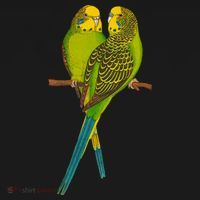Green Parakeet Gift Cute Parakeets Budgie Bird Lover Ornament thumb 1