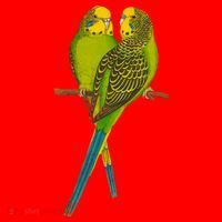Green Parakeet Gift Cute Parakeets Budgie Bird Lover Santa Hat thumb 1
