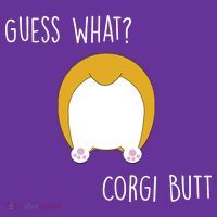 Guess What Corgi Butt Apron thumb 2