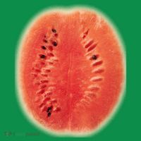 Giant Watermelon Women's T-Shirt thumb 6