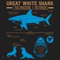 Great White Shark Carcharodon Carcharias Infographic Women's Sweatshirt thumb 2