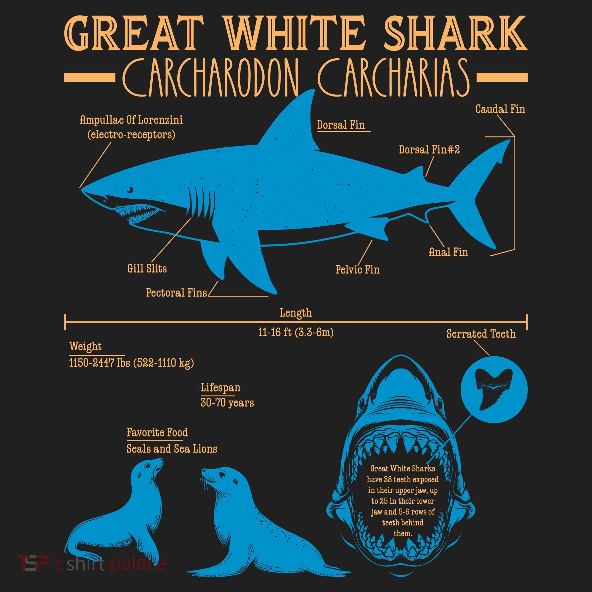 Great White Shark Carcharodon Carcharias Infographic Women's Sweatshirt