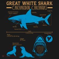Great White Shark Carcharodon Carcharias Infographic Toddler Hoodie thumb 2