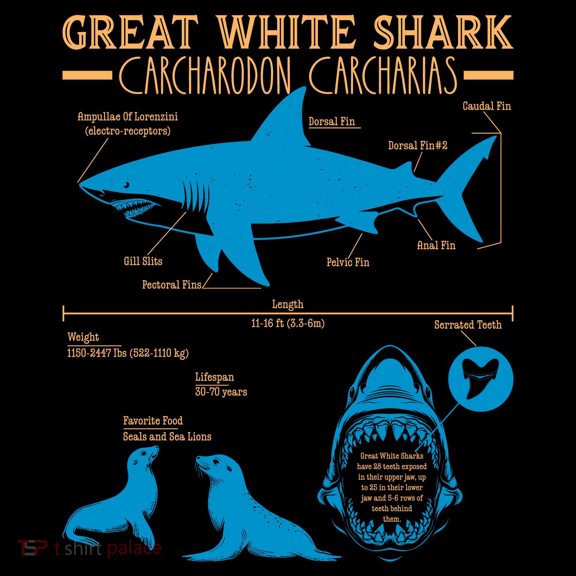 Great White Shark Carcharodon Carcharias Infographic Toddler Hoodie