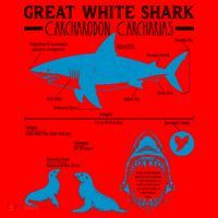 Great White Shark Carcharodon Carcharias Infographic Santa Hat thumb 1