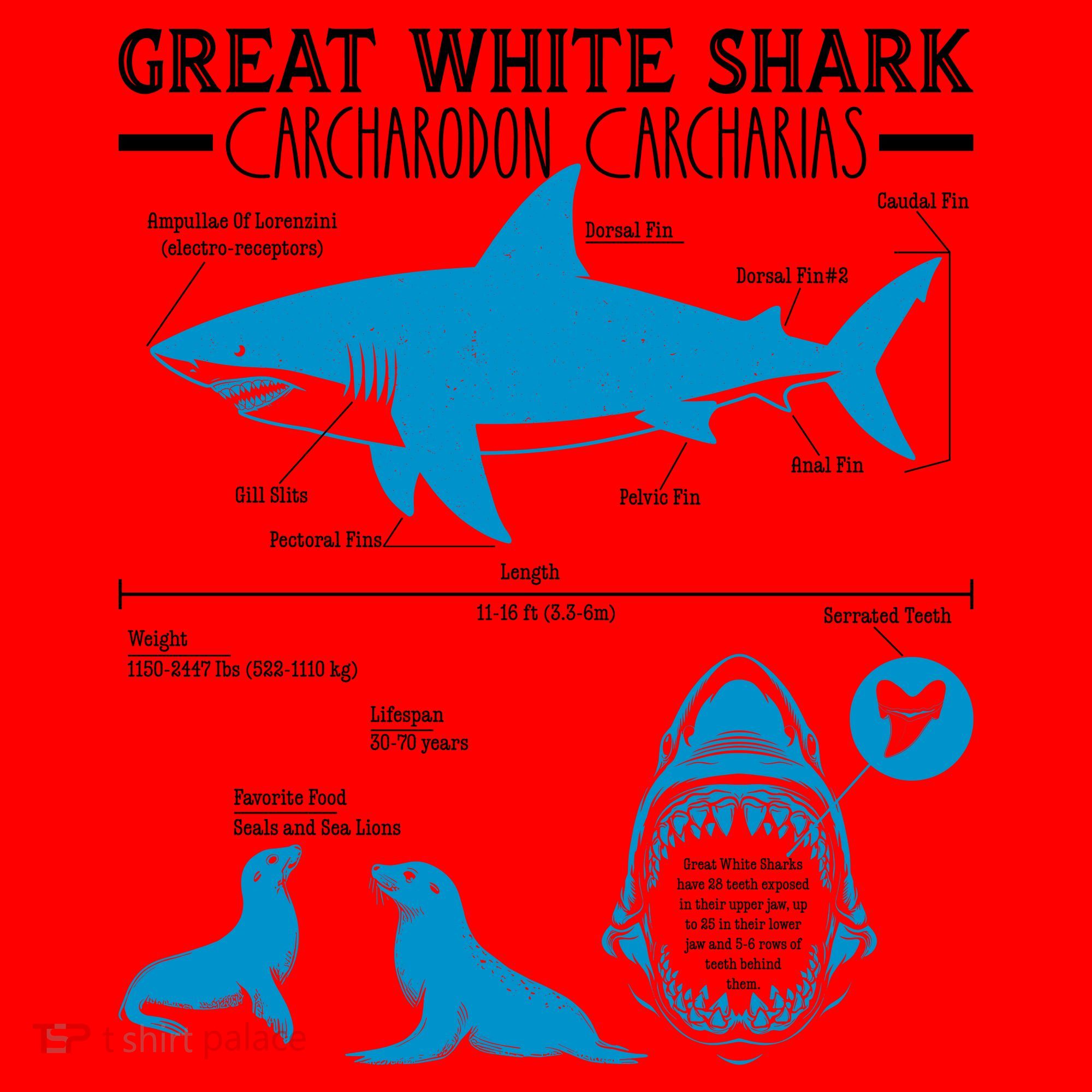 Great White Shark Carcharodon Carcharias Infographic Santa Hat