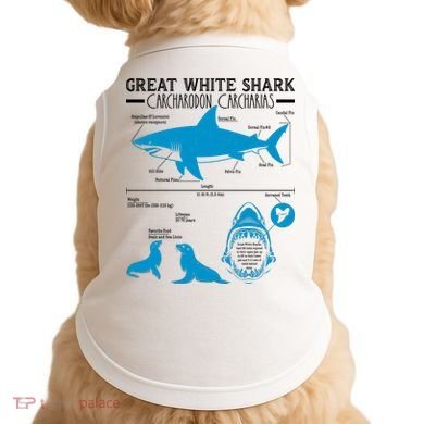 Great White Shark Carcharodon Carcharias Infographic Doggie Tank
