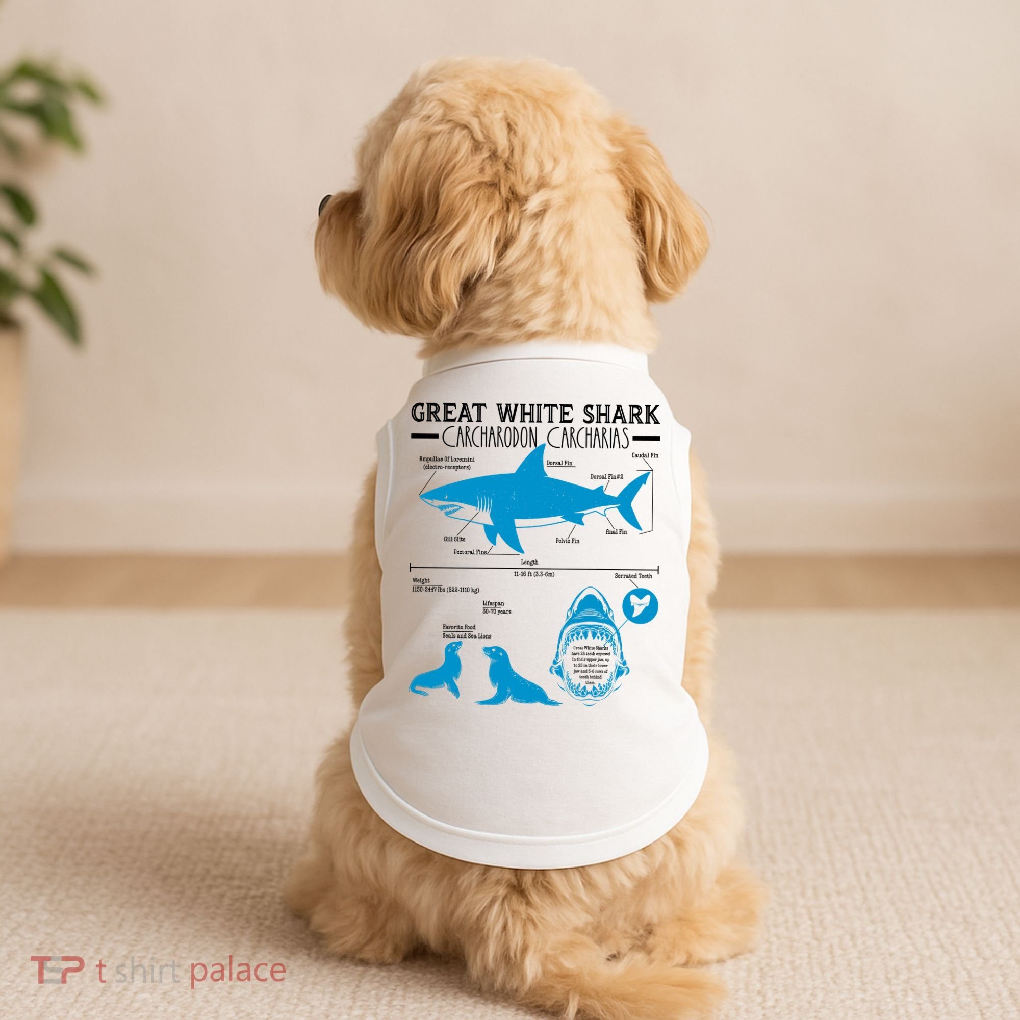 Great White Shark Carcharodon Carcharias Infographic Doggie Tank