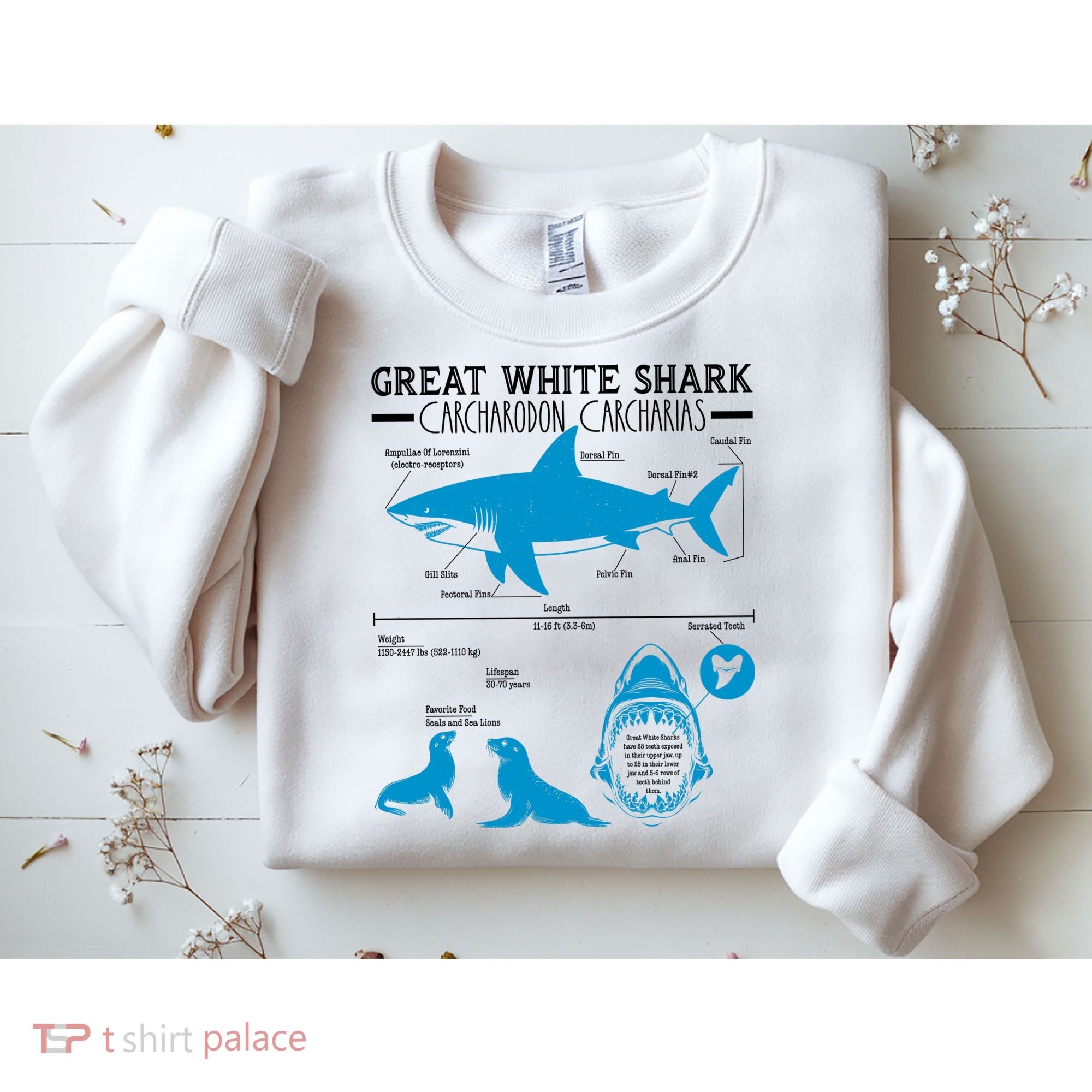 Great White Shark Carcharodon Carcharias Infographic Sweatshirt