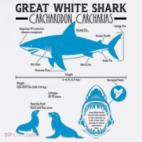 Great White Shark Carcharodon Carcharias Infographic Women's Hoodie thumb 2