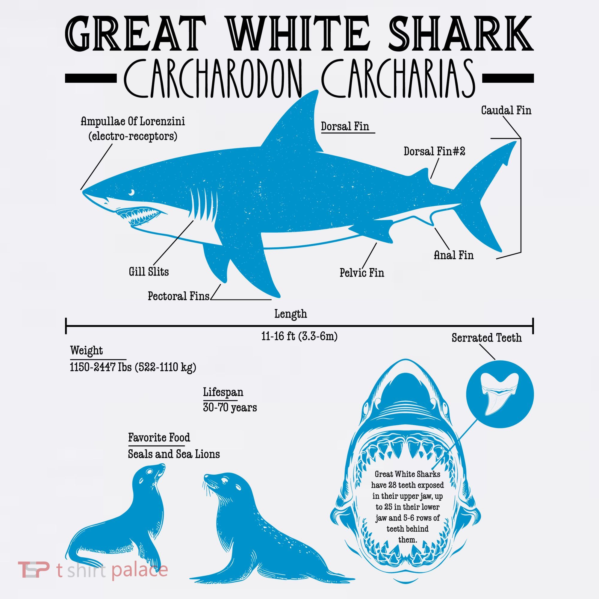 Great White Shark Carcharodon Carcharias Infographic Women's Hoodie