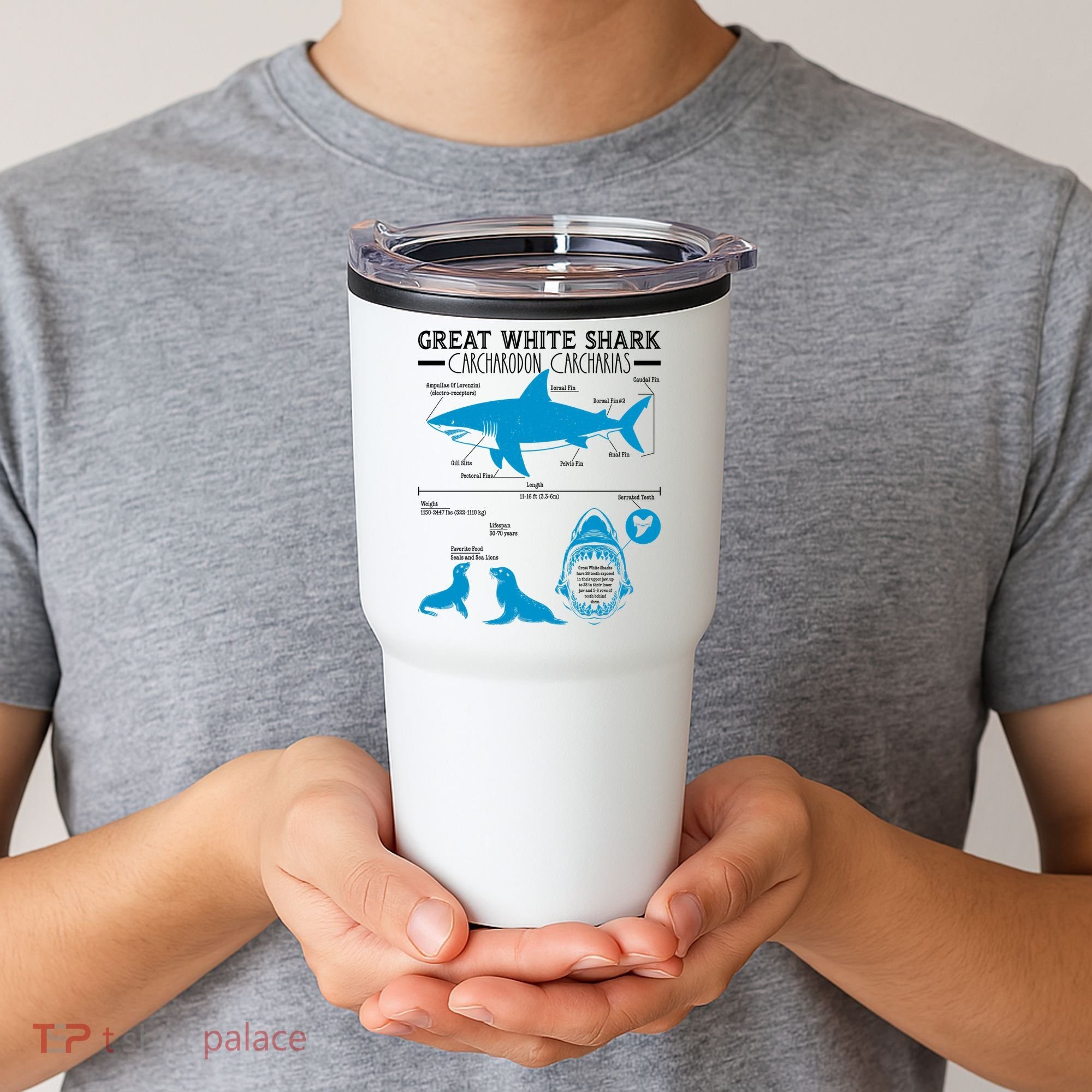 Great White Shark Carcharodon Carcharias Infographic Tumbler