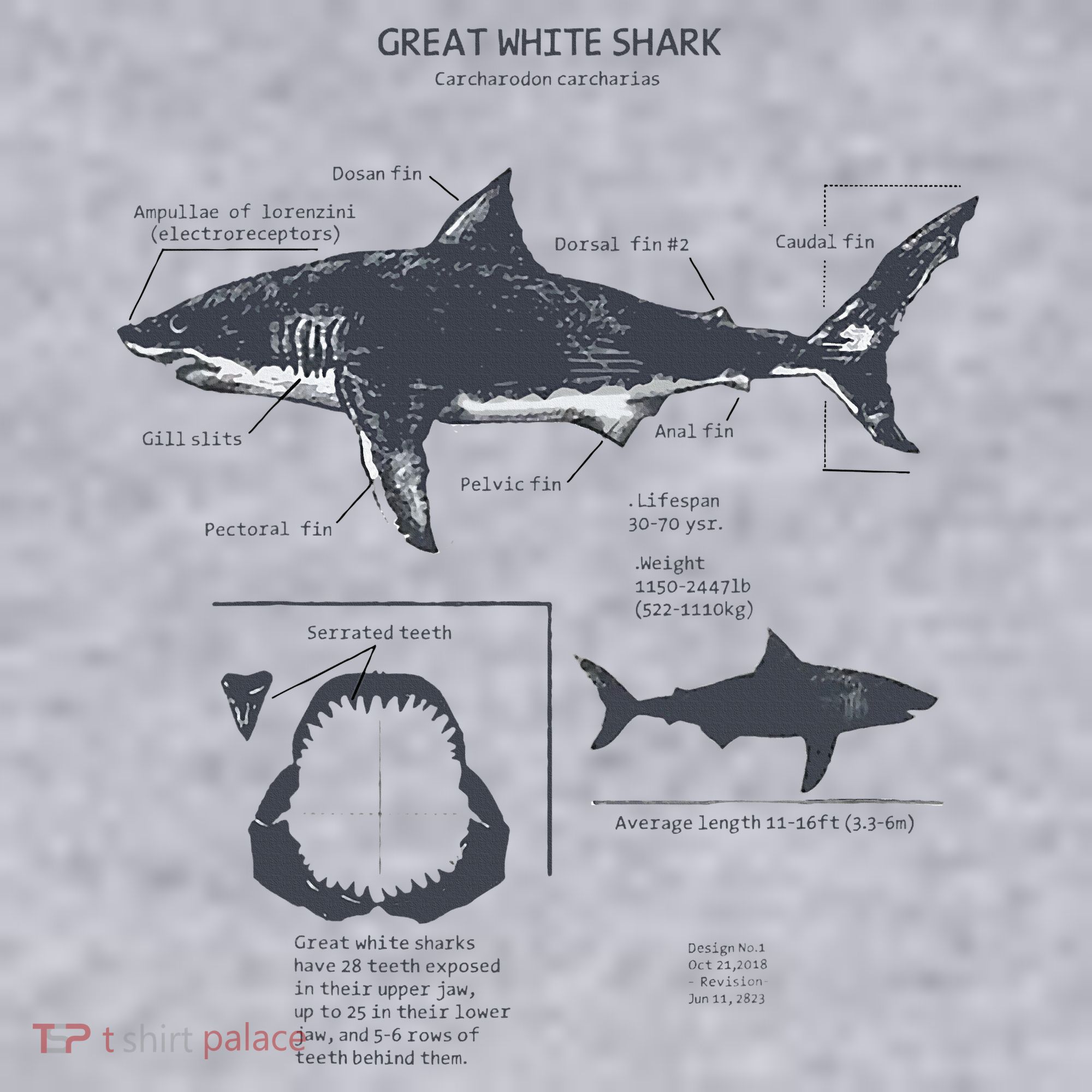 Great White Shark Anatomy Marine Biologist Women's Sweatshirt
