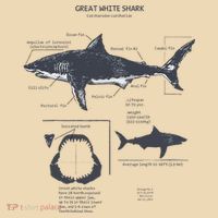 Great White Shark Anatomy Marine Biologist Tote Bag thumb 4