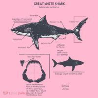 Great White Shark Anatomy Marine Biologist Coaster thumb 2
