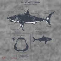 Great White Shark Anatomy Marine Biologist Toddler Hoodie thumb 2