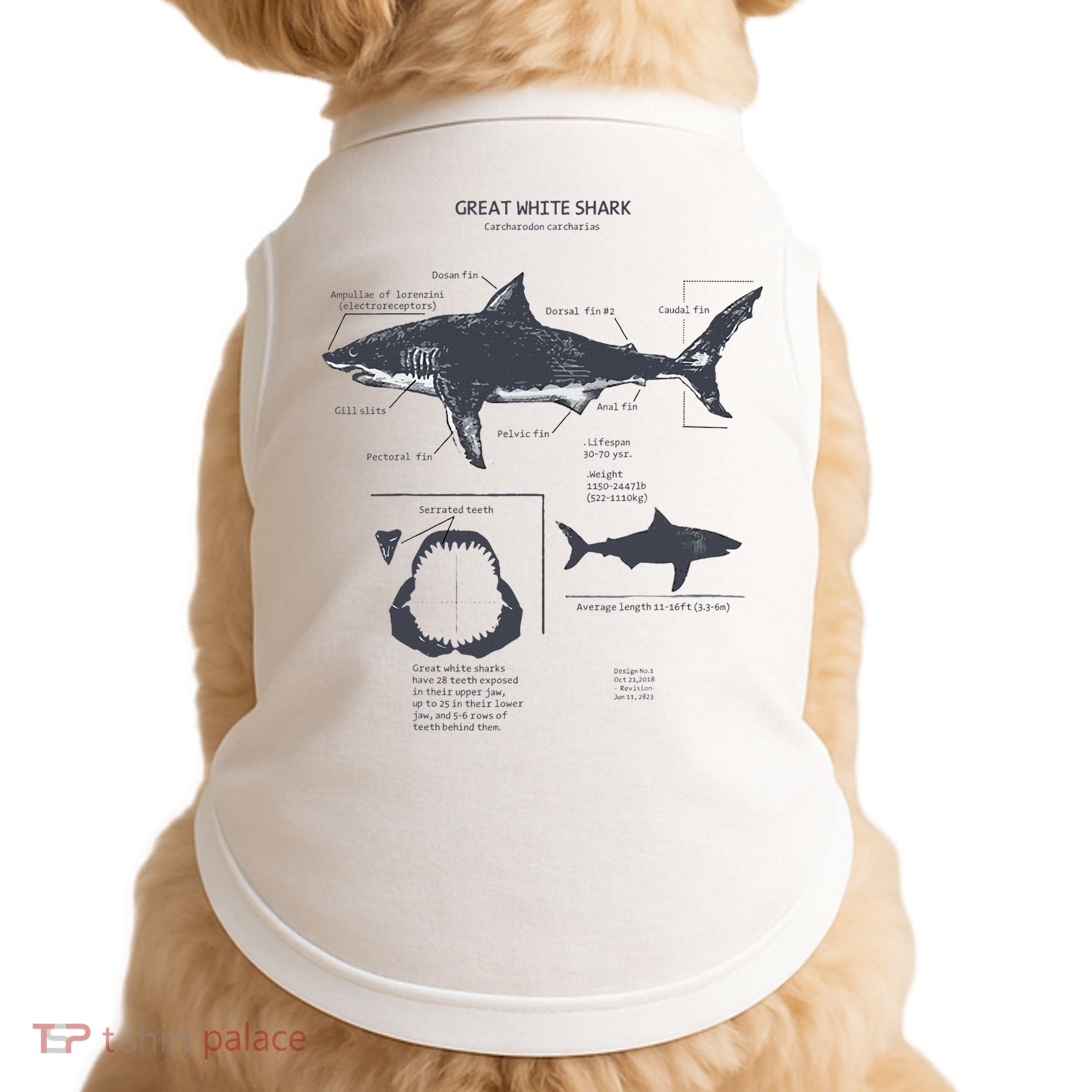 Great White Shark Anatomy Marine Biologist Doggie Tank