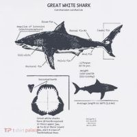 Great White Shark Anatomy Marine Biologist Women's Tank Top thumb 5